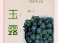 玉露冬天怎么养？保暖还是控水？
