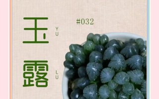 玉露冬天怎么养？保暖还是控水？