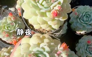 静夜花期怎么繁殖？