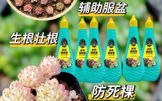 多肉根部变软怎么回事