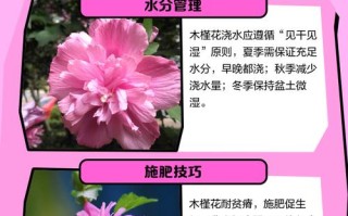 盆栽小木槿秋天怎么养护？