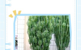 龙骨多肉怎么养？养护关键有哪些？