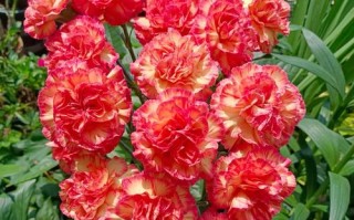 盆栽康乃馨几月开？花期多久？