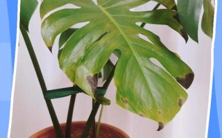 什么盆栽为什么叶子黄