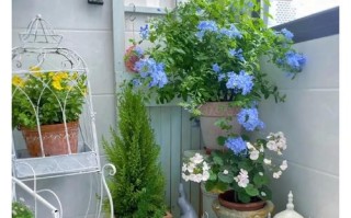 阳台哪个朝向最适合养多肉？