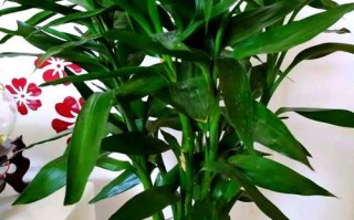 绿色的盆栽栽什么好看