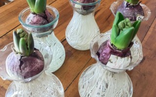 水培风信子怎么养才能开花？