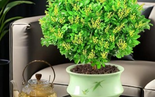 盆栽花卉图片有哪些种类？