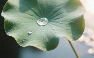 哪些水培植物像荷叶？