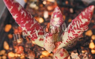 梅花鹿水泡多肉怎么养？