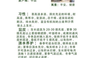 室内木本盆栽如何养护才能长得好？