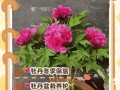 冬季牡丹盆栽如何养好？