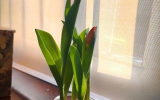 水培郁金香会反复开花吗