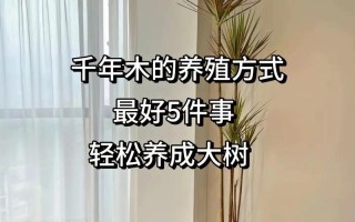 多肉木质化难？快掌握这3个关键！