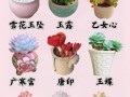小型多肉盆栽有哪些常见品种及图片？