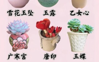 小型多肉盆栽有哪些常见品种及图片？