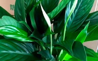 水培仙人掌能一直用水养吗？