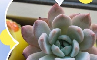 芙蓉雪莲怎么养才能爆盆又好看？