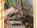 多肉植物的根部怎么处理
