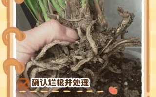 多肉植物的根部怎么处理