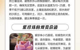 紫珍珠为何长期不长？