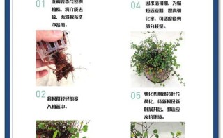 水培花卉技术怎么学？关键步骤有哪些？