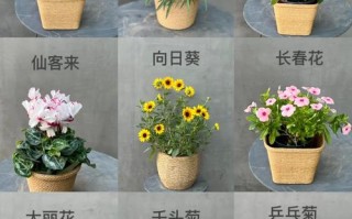 盆栽花图片和花名大全有哪些常见品种？