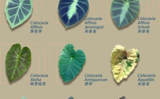 天南星科水培植物有哪些