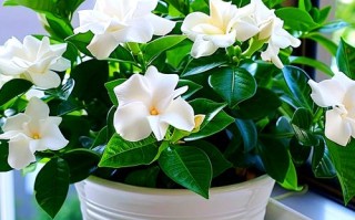 栀子花盆栽为何不开花？