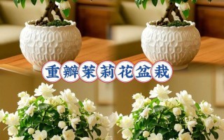 选茉莉花盆栽，看花苞还是看枝叶？