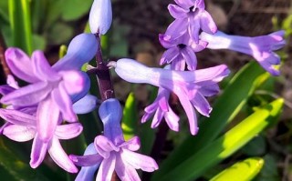 紫色多肉吊兰有哪些品种？