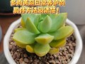 秋季多肉怎么养才饱满？