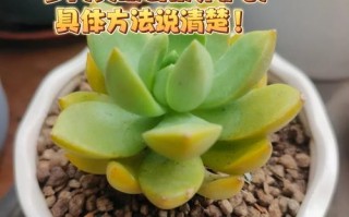 秋季多肉怎么养才饱满？