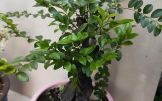 盆栽树皮干了是否还能继续使用？