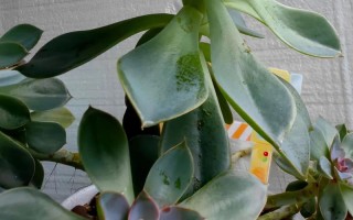 哪些多肉温差变色？关键因素有哪些？