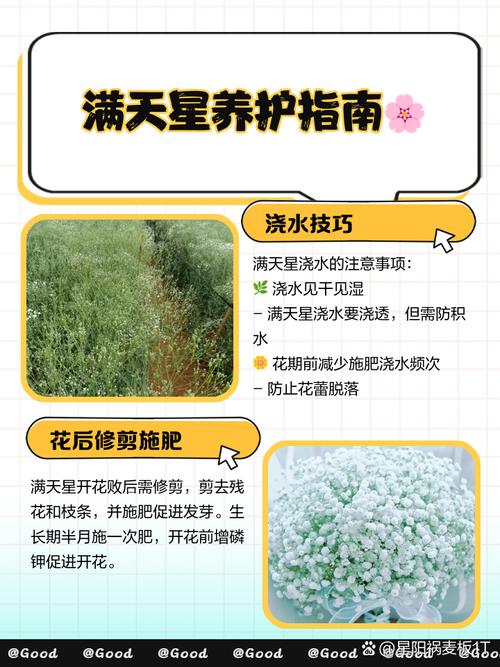 盆栽满天星什么季节修剪-第1张图片-吾爱花网 盆栽满天星什么季节修剪-第1张图片-吾爱花网