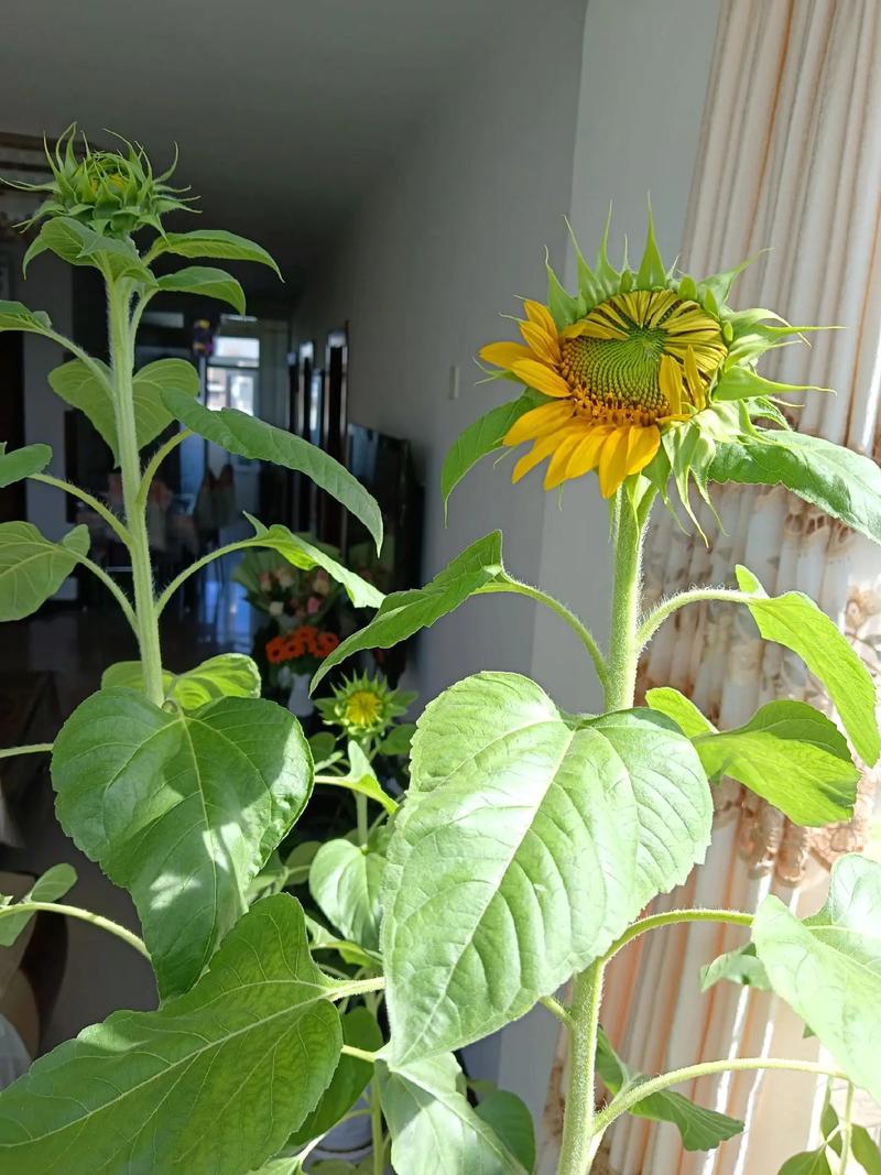 向日葵盆栽怎么装饰好看?-第1张图片-吾爱花网 向日葵盆栽怎么装饰好看?-第1张图片-吾爱花网