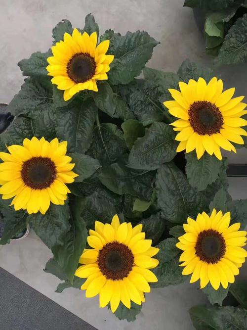 向日葵盆栽怎么装饰好看?-第3张图片-吾爱花网 向日葵盆栽怎么装饰好看?-第3张图片-吾爱花网