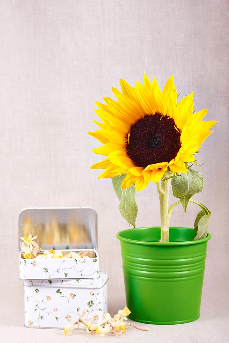 向日葵盆栽怎么装饰好看?-第2张图片-吾爱花网 向日葵盆栽怎么装饰好看?-第2张图片-吾爱花网