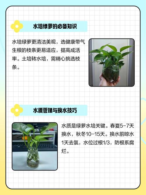 绿萝水培能用洗米水吗?-第3张图片-吾爱花网 绿萝水培能用洗米水吗?-第3张图片-吾爱花网