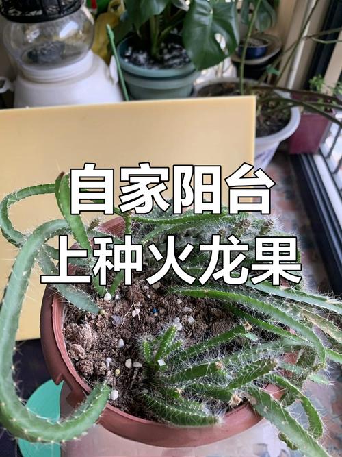 盆栽火龙果施肥何时最佳?-第2张图片-吾爱花网 盆栽火龙果施肥何时最佳?-第2张图片-吾爱花网