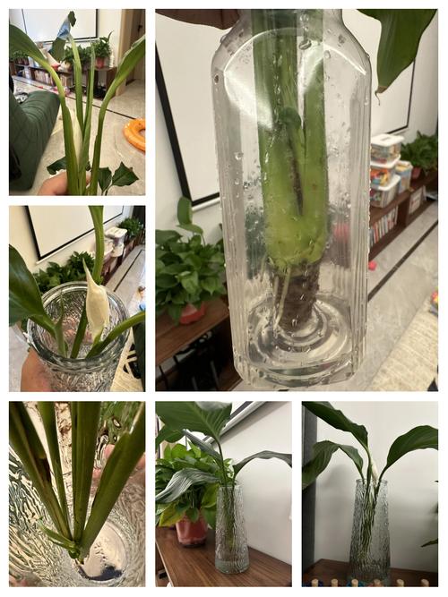 水培白掌烂根了怎么办？-第2张图片-吾爱花网