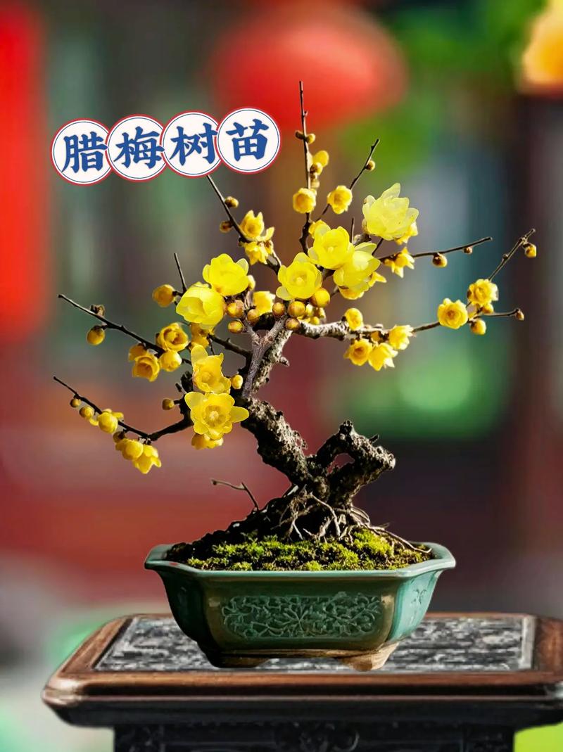 盆栽腊梅用什么土质好?-第3张图片-吾爱花网 盆栽腊梅用什么土质好?-第3张图片-吾爱花网