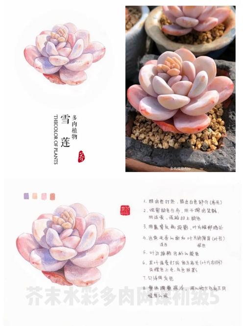 冬天室内多肉如何上色?-第1张图片-吾爱花网 冬天室内多肉如何上色?-第1张图片-吾爱花网