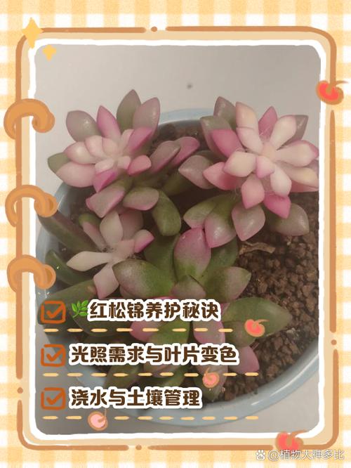 冬天室内多肉如何上色?-第2张图片-吾爱花网 冬天室内多肉如何上色?-第2张图片-吾爱花网