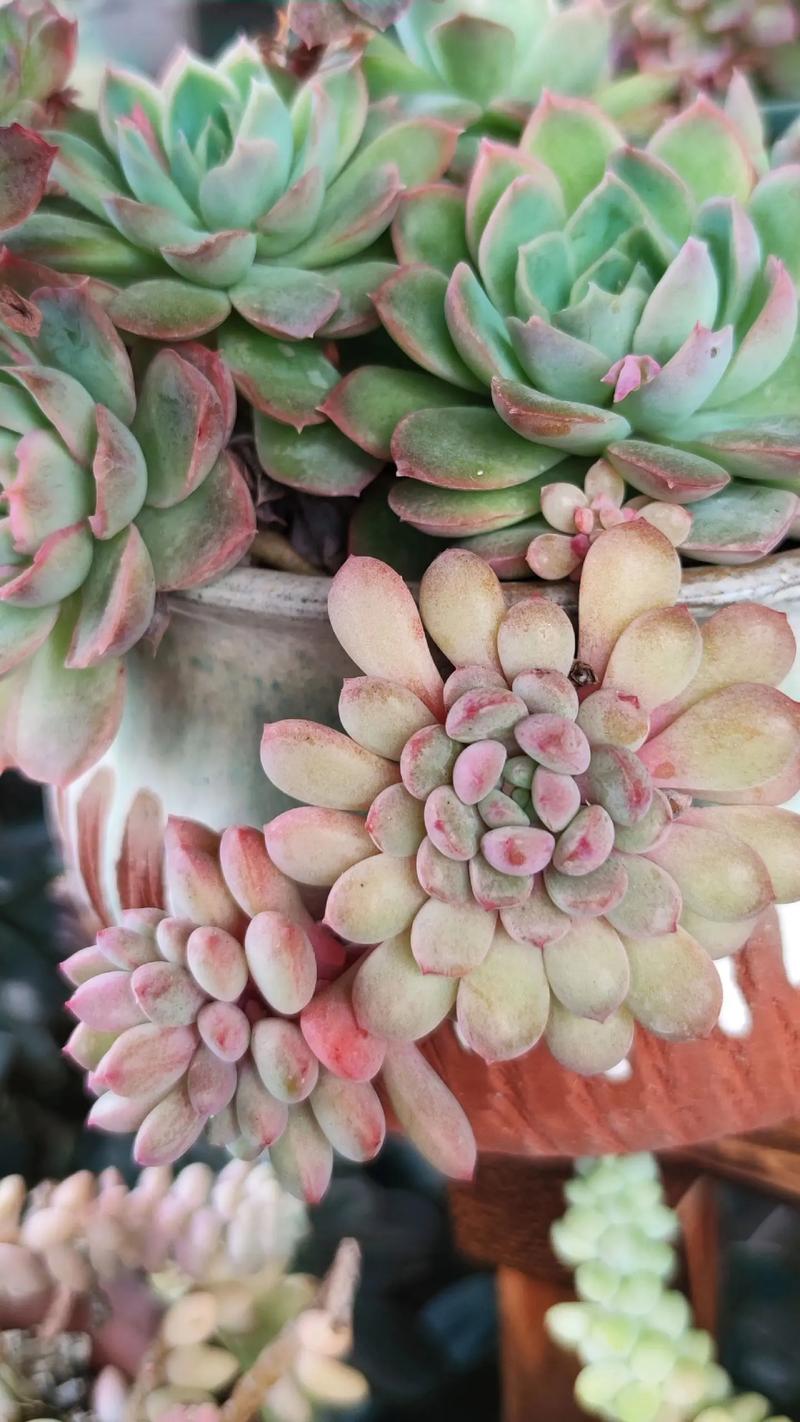 冬天室内多肉如何上色？-第3张图片-吾爱花网