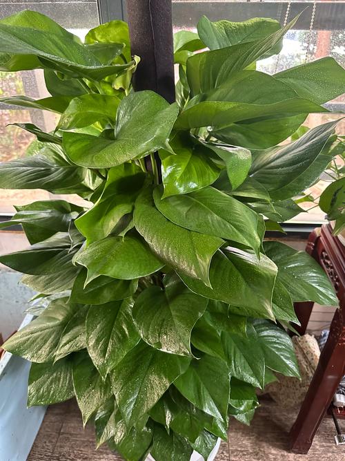 大叶盆栽选哪些？好养又耐看的有哪些？-第2张图片-吾爱花网