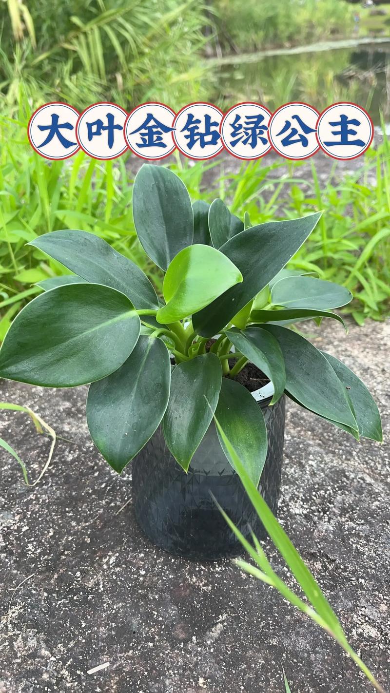 大叶盆栽选哪些？好养又耐看的有哪些？-第1张图片-吾爱花网