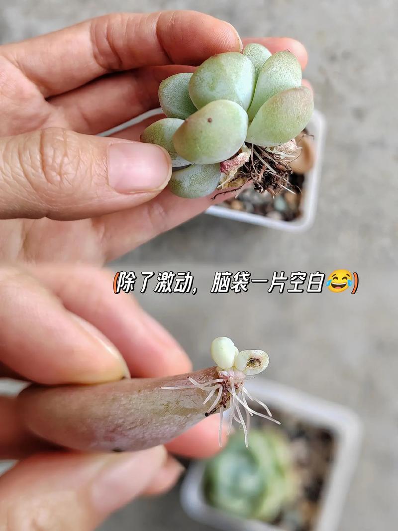 多肉断头后多久能冒新芽?-第1张图片-吾爱花网 多肉断头后多久能冒新芽?-第1张图片-吾爱花网