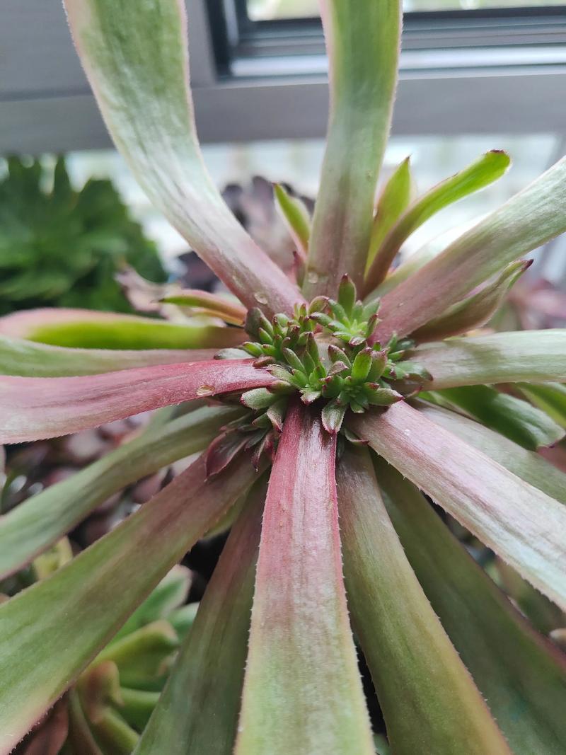 多肉断头后多久能冒新芽?-第2张图片-吾爱花网 多肉断头后多久能冒新芽?-第2张图片-吾爱花网